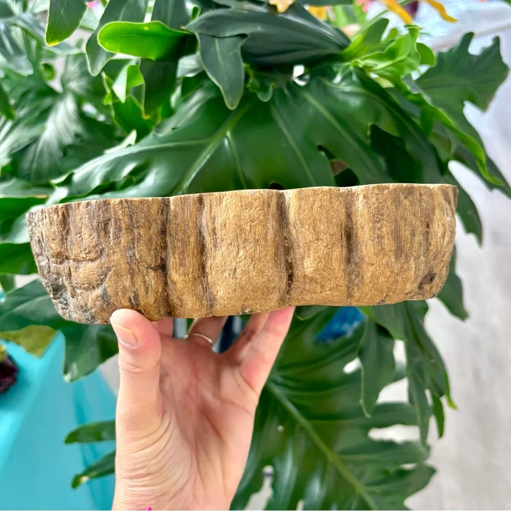 Petrified Wood bowl from Indonesia - Picture 4 of 9